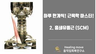 하루한개씩 근육학 마스터하기 #2.흉쇄유돌근(SCM)