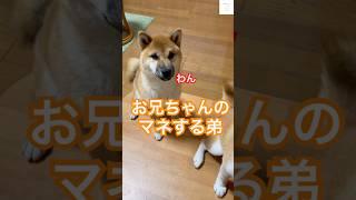 母ちゃん爆笑‼️ 兄そっくりに吠える弟#柴犬 #犬　#かわいい犬 #おもしろ #犬のいる暮らし