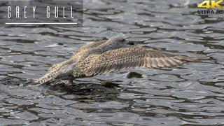 Gull bird - Nature and wild amazing bird , grey gull #birds #DAnimalShorts