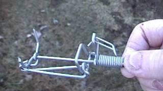 Setting the Trapline mole trap