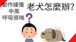 老犬關節不好、中風(?)、呼吸很喘怎麼辦？【我該怎麼辦？第2集】