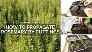 How to propagate rosemary by cuttings (Rosmarinus officinalis)