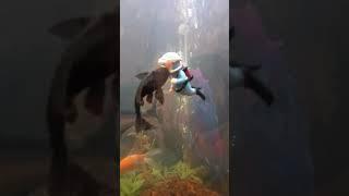 Whale Shark attacks scuba diver #shorts #aquarium #fish #babyshark