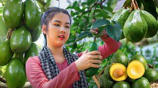 Harvesting Avocado, Lemon, Dried Fish, Aloe Vera, Apple, Coconut and Rambutan | Harvest in summer