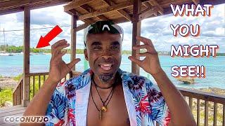 5 THINGS YOU MIGHT SEE ON THE BEACH ️ in BAYAHIBE/DOMINICUS  Dom Rep