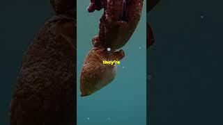  Octopuses are escape artists!  ||  Octopus  The Underwater Escape Artist!  ||  QuickBytes