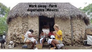 My Work away experience, Volunteering in a farm in Mexico-Republic of Corn