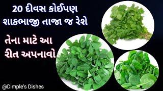 20 દિવસ શાકભાજી કે ધાણા તાજા રહે તે માટે આ જરુર કરો-vegi ko fresh rakhane ka tarika-store vegitable|