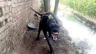 Angry Dog Sound | Angry Dog Barking