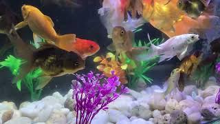 Fish Aquarium Compilation#0259, Beautiful Fish Aquarium Everyday