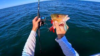 Offshore Jigging Mutton Snapper Bite - Multi-Species Fishing Tuna, Amberjack, and Snapper!!