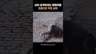 냥이 공격하려는 댕댕이