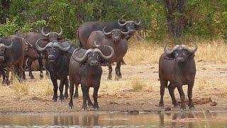 SOUTH AFRICA buffalo, waterbuck, secretary bird and more (Kruger park 8 May 2023)