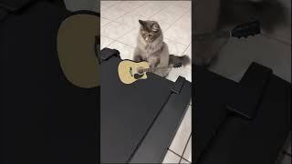 Котик играет на гитаре  #cat #funny #смех