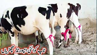 Cow calf for sale in Punjab!jersey heifers for sale in Punjab!Gondal Mandi latest update!#heifers