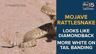 Seen them? 7 most common venomous snakes in Phoenix - ABC15 Digital