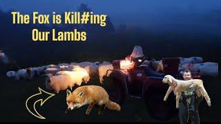 The Fox is causing WRECK #sheep #farm #farming #UK #irish #Ireland #tractors #dogs