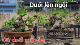 Thấy duối lên ngôi anh em đua nhau vào duối