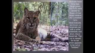 Bobcat