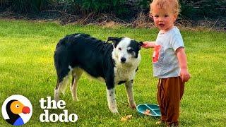 Senior Dog Wanders Into a Home and Stays Forever | The Dodo