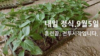 고추정식 준비끝. 내일 정식 신고합니다.