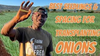 How to Transplant Onions: Seedlings size needed and the best spacing to use  (Esd 18)