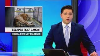 Escaped tiger captured on Mexican side of border, Reynosa mayor says