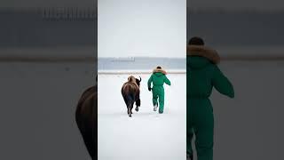 Bison Rescue Mission To Save Calf From Well! #rescue #animals #wildlife