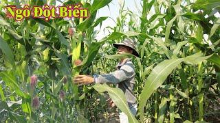 Linh Philip|| Việt Phi Farm Thắng Lớn Khi Trồng Được Giống Ngô Cho Năng Suất Cao Gấp 2 Lần Năm Trước