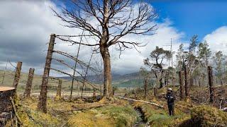 Ancient Woodland Restoration Course - FREE online training