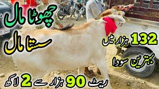 Malir Mandi Me 90k - 200k Wala Maal | Bakra Eid Season 2025 | Cow Mandi 2025