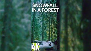 4K Snowfall in a Mysterious Forest for Vertical Screens - 3 HRS White Noise for Sleep