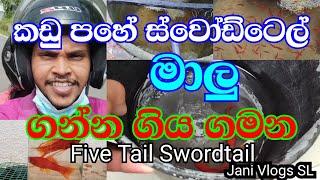 Kadu Pahe Swordtail Fish | කඩු පහේ ස්වෝඩ්ටෙල් මාලු ගන්න ගිය ගමන | Hi Pin Swordtail | Jani Vlogs SL