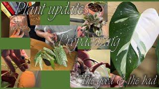 Indoor chatty plant growth & home updates 🪴 & propagate for future vivarium ️