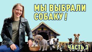 Какую собаку выбрать? Вопрос решен! Мы выбрали собаку!