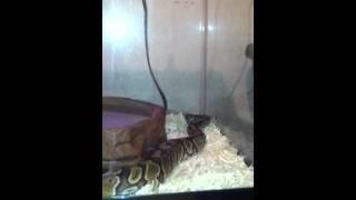 Signs of hungry ball python