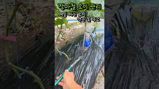 장마철 오이 관리