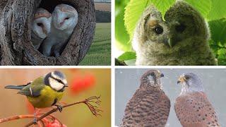 My Yorkshire Year | Discover Wildlife | Robert E Fuller