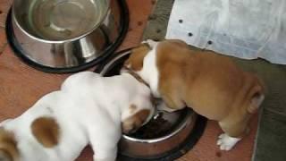 Alfred and his brother Frank fighting over the foodbowl