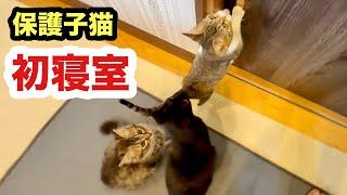 初めて寝室に入った子猫たちの反応／先住猫がドキドキしてました