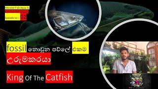 Red Tail Catfish හදන්න කලින් බලන්න \ Monster Fish Aqua SL  #monsterfish #monsterfishkeepers #mfk