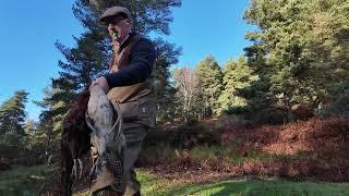 Driven Pheasant Shooting Scotland with Labrador Retriever Gundog