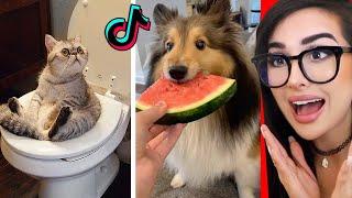 Cute Animals on Tik Tok That Will Make You Laugh