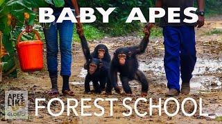 BABY APE FOREST SCHOOL