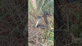 king Cobra Snake Short Video