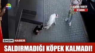 Saldırmadığı köpek kalmadı!