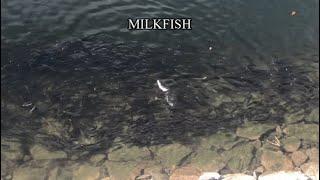 Milkfish Encounter @ Sungei Buloh Wetland Reserve