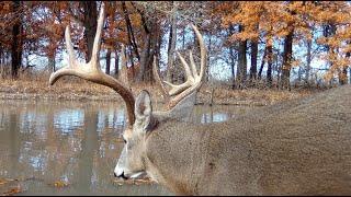 GIANT WHITETAIL BUCK, RUT, CHASE, MALLARDS, WOOD DUCKS, RED WINGS, COYOTES,  BROWNING TRAIL CAMERA