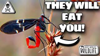 The DARK SECRET Behind SCORPIONFLIES!