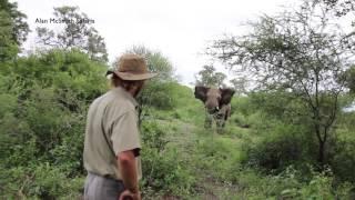 Seminal elephant interaction with Alan McSmith